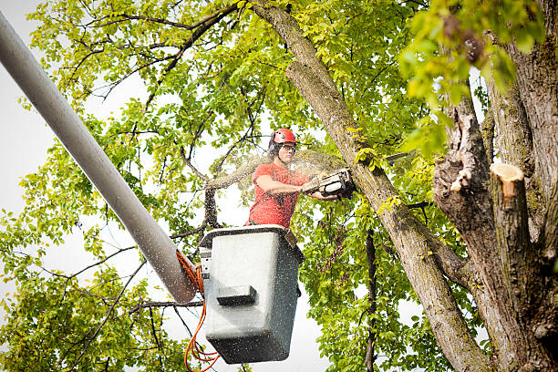 Trusted Tomah, WI Tree Services Experts