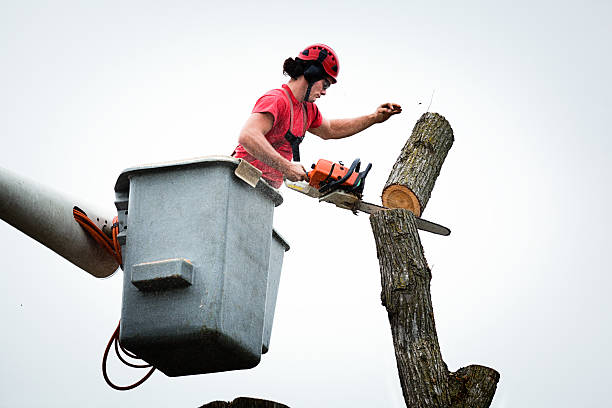 Best Emergency Tree Removal  in Tomah, WI